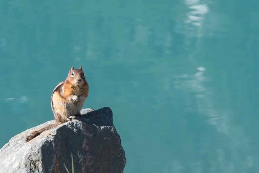 Erdhörnchen auf einem Felsen im Banff Nationalpark