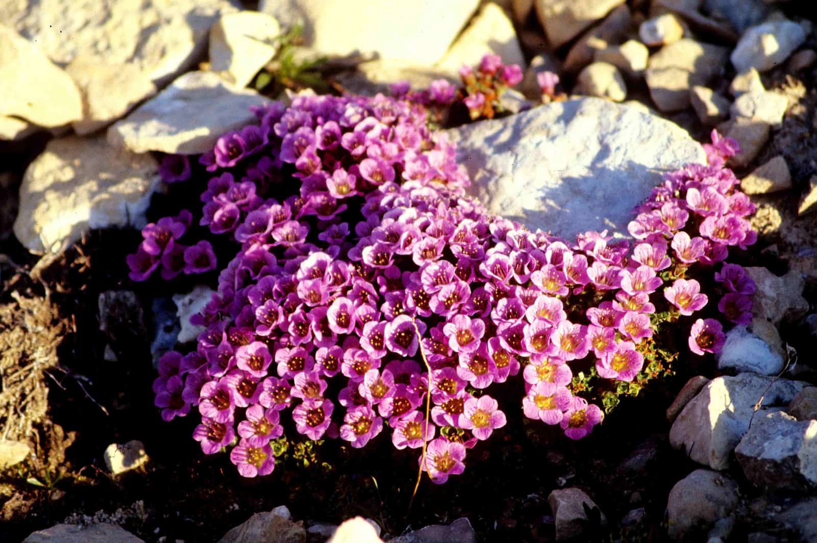 Purpur- oder Gegenblättriger Steinbrech, „Blume des Territoriums Nunavut“. Foto Ansgar Walk/CC BY-SA 2.5