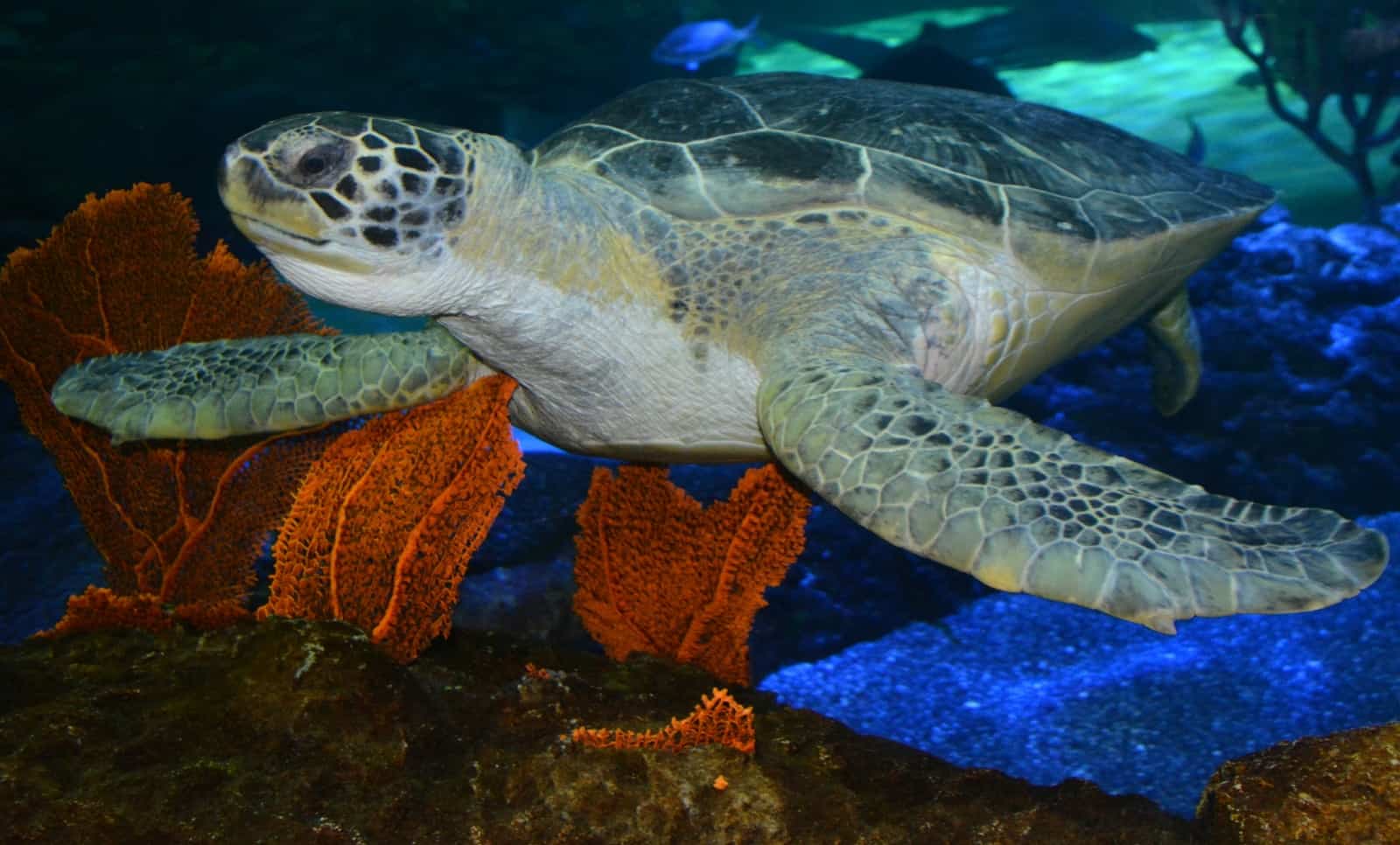 Eine der mehr als 20.000 Bewohner des Ripleys Aquarium of Canada, eine Meeresschildkröte Foto ZainOdeh