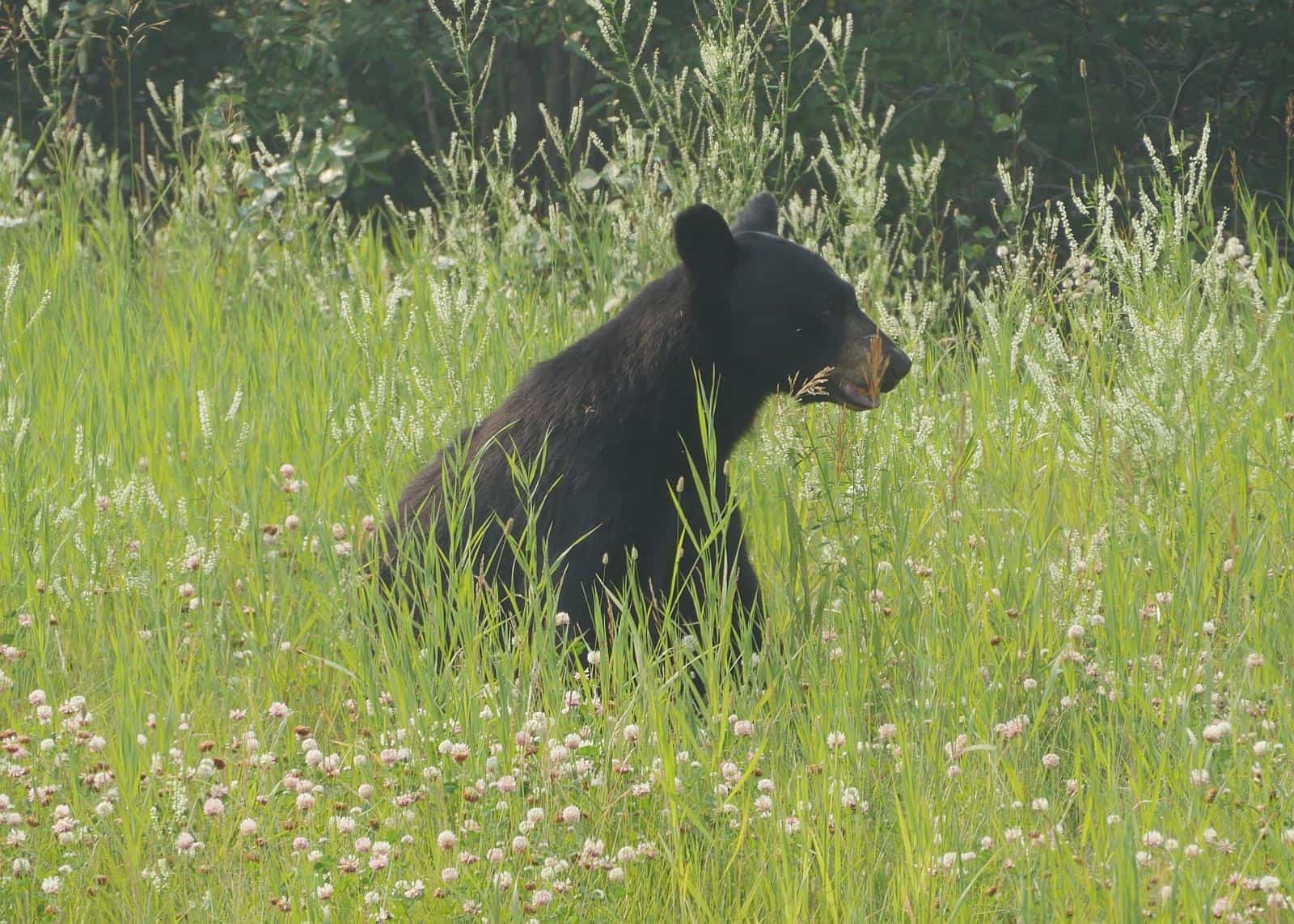 Schwarzbär in Kanada