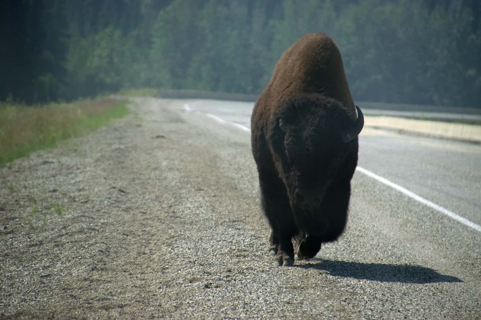 Unbeeindruckt vom Verkehr auf dem Alaska Highway marschiert dieser Bison zu seinem nächsten Nachtlager. Foto Daniela Ganz