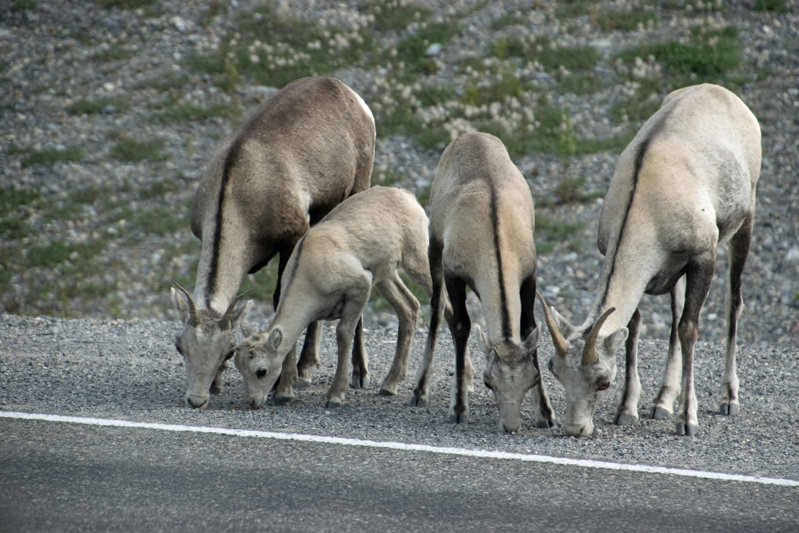 Auch am Alaska Highway findet diese Stone Sheep Gruppe Mineralien und nimmt sie fleissig auf. Foto Daniela Ganz