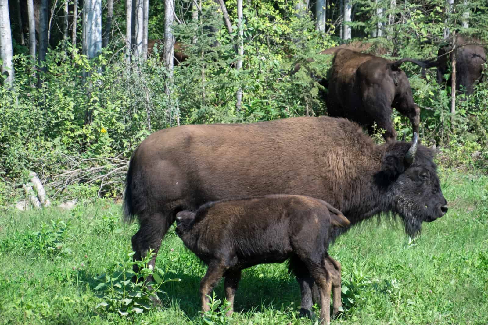 In der Bison-Herde von Ford Liard gibt es in diesem Jahr viel Nachwuchs. Foto Daniela Ganz