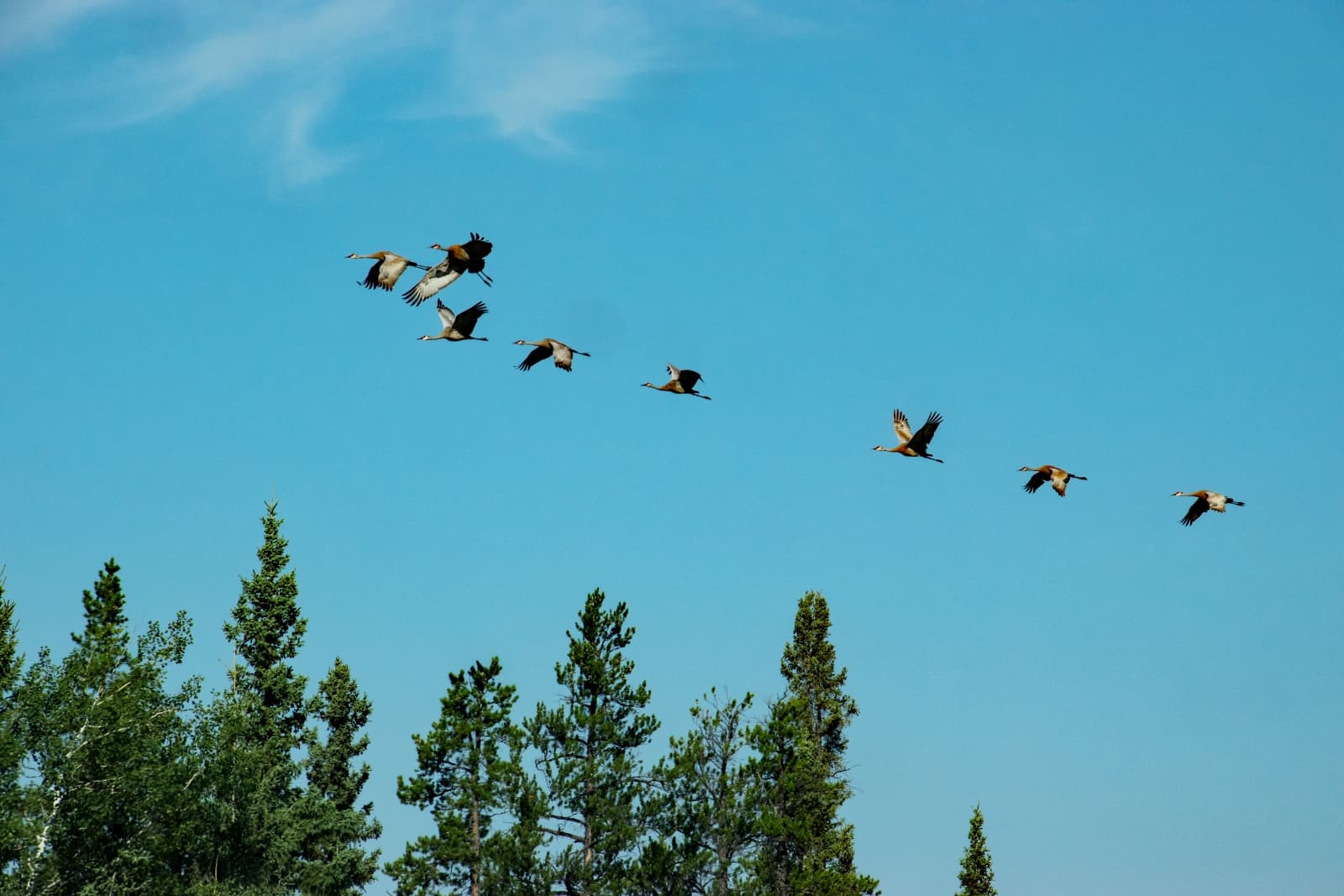 Die Ruhe, die Stille, eine eingeübte Choreographie des Vogelfluges. Die Northwest Territories halten mich in ihrem Bann. Foto Daniela Ganz