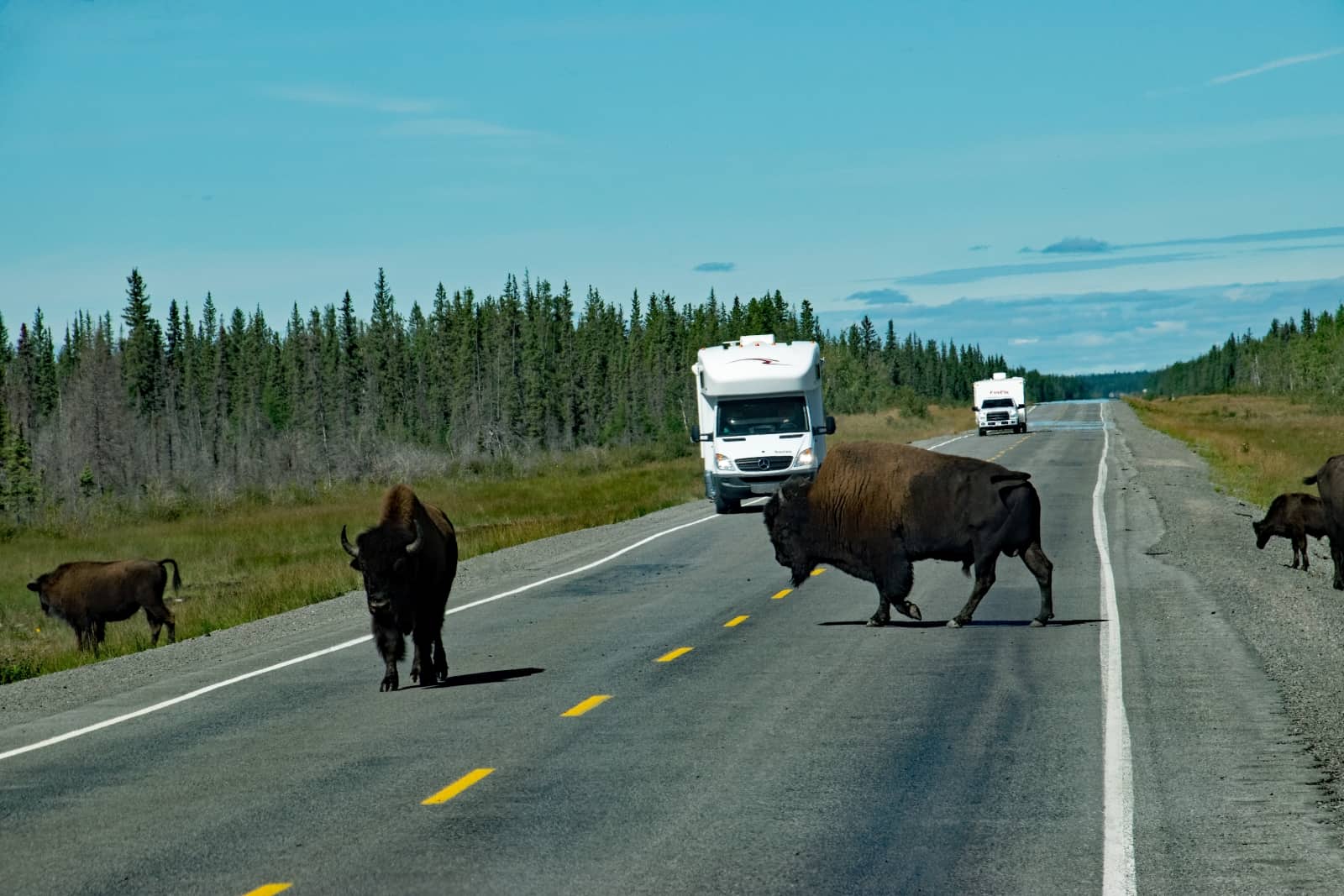 Wenn die Bisons sich auf dem Highway aufhalten, dann stoppt der ganze Straßenverkehr, der jedoch in dieser Gegend überschaubar ist. Foto Daniela Ganz