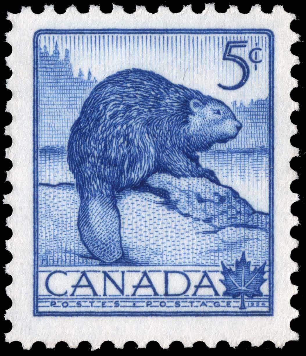 Der Biber ist als Nationaltier Kanadas auch auf Briefmarken verewigt worden, wie hier auf einer 5 Cent Marke aus dem Jahr 1954. Foto Canada Post