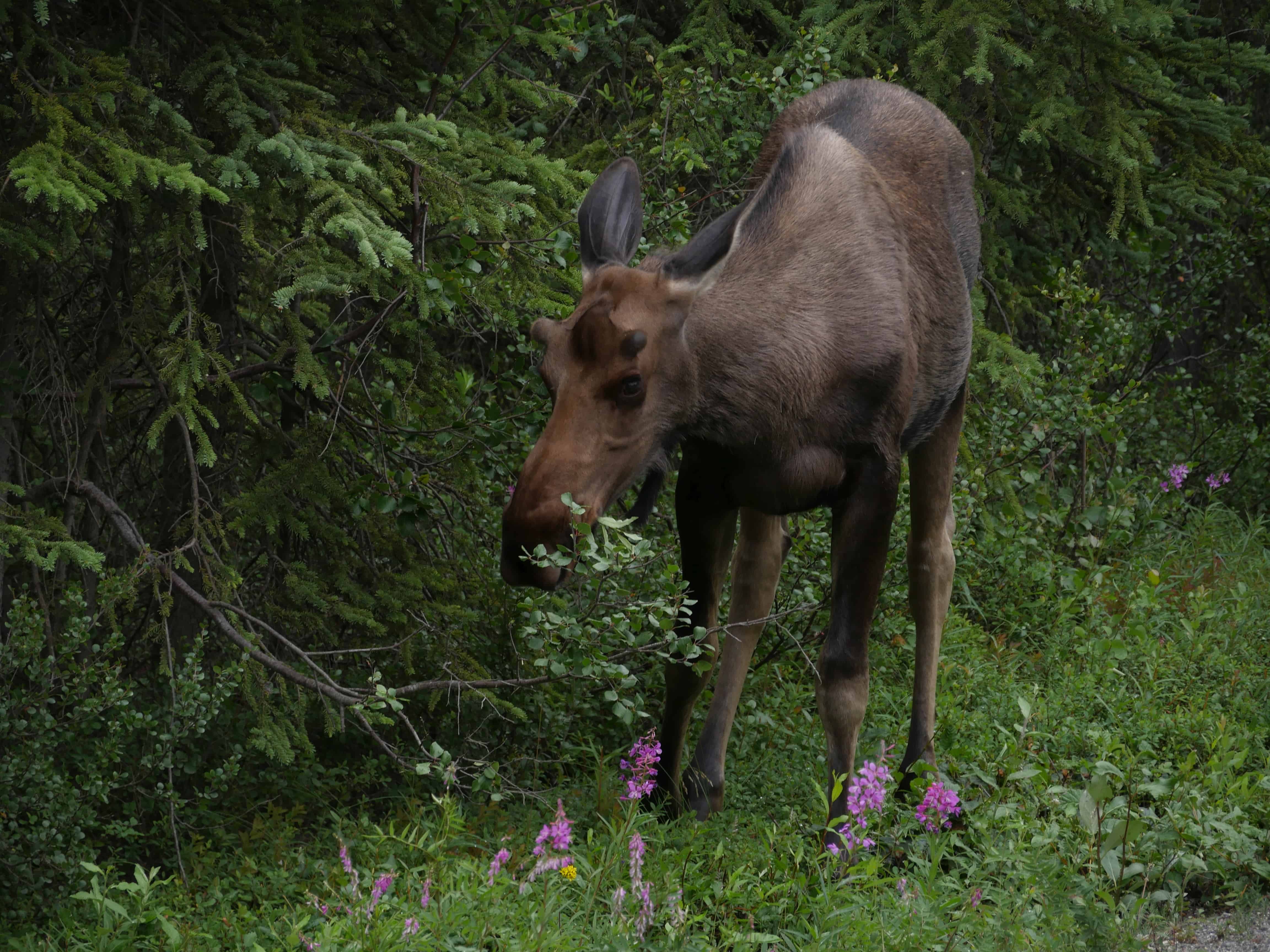 Die Tierwelt Kanadas fasziniert mit großen und kleinen Tieren, wie diesem jungen Elch. Foto apr/FaszinationKanada