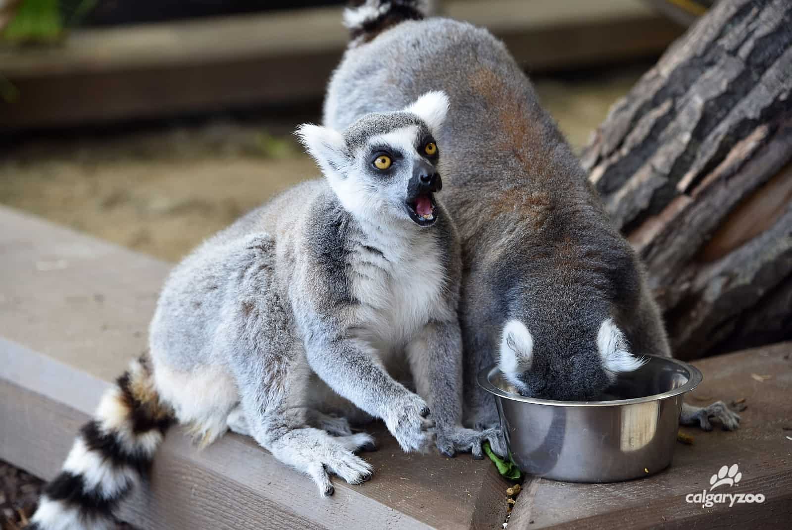 Die frechen und verspielten Lemuren sind die Stars im Calgary Zoo. Foto Calgary Zoo