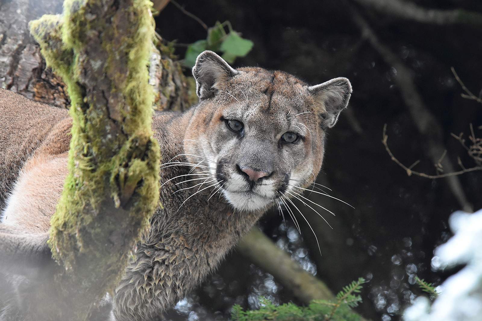 Wer kann sich der Schönheit und Eleganz des Pumas entziehen? Foto Mark Elbroch / Panthera