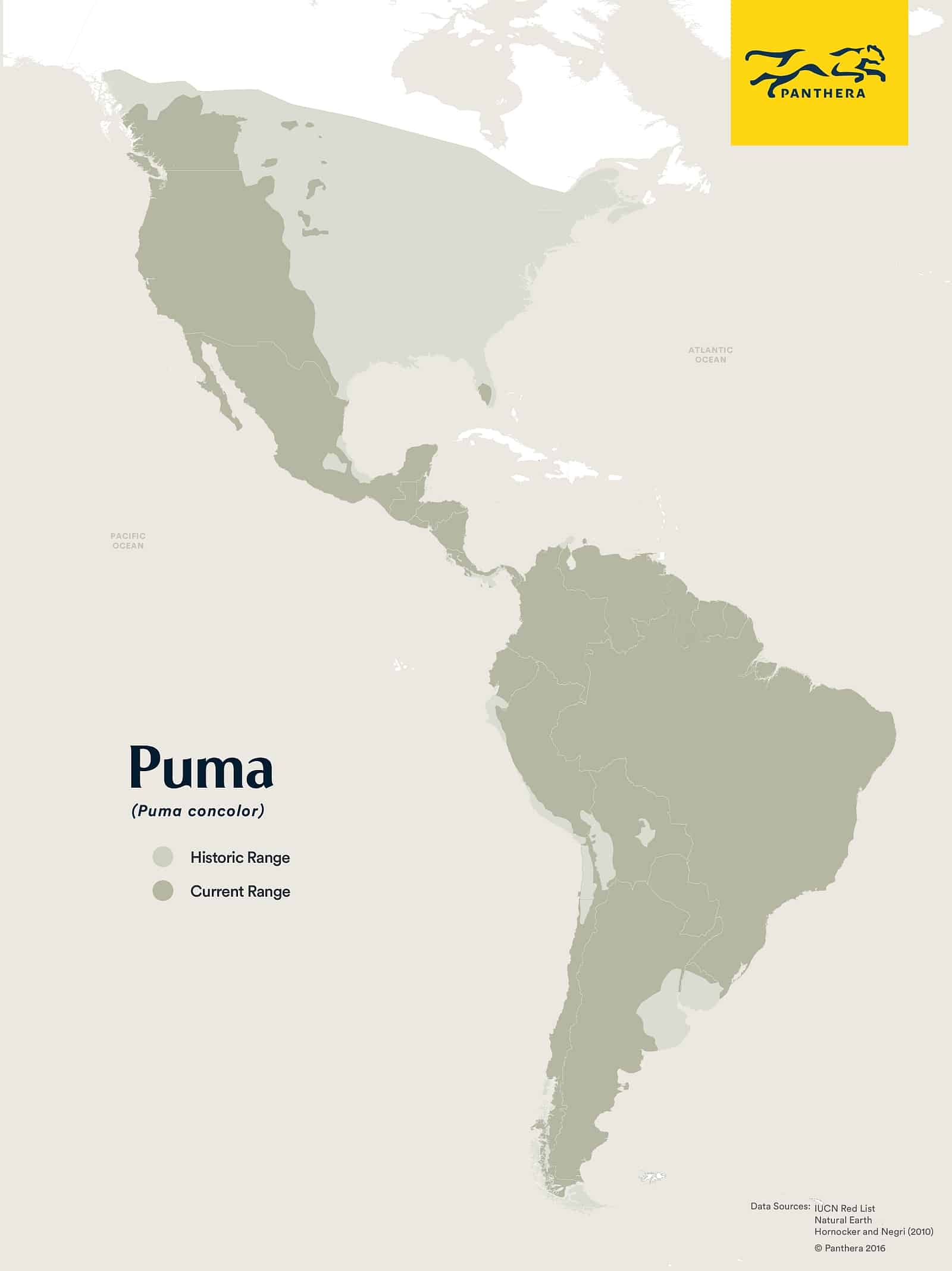 Das Verbreitungsgebiet der Pumas früher und heute. Graphic Panthera