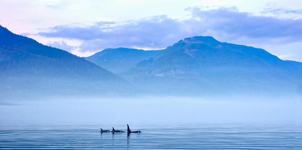 Orcas vor der malerischen Kulisse von Vancouver Island. Foto JuRitt/Stockfoto