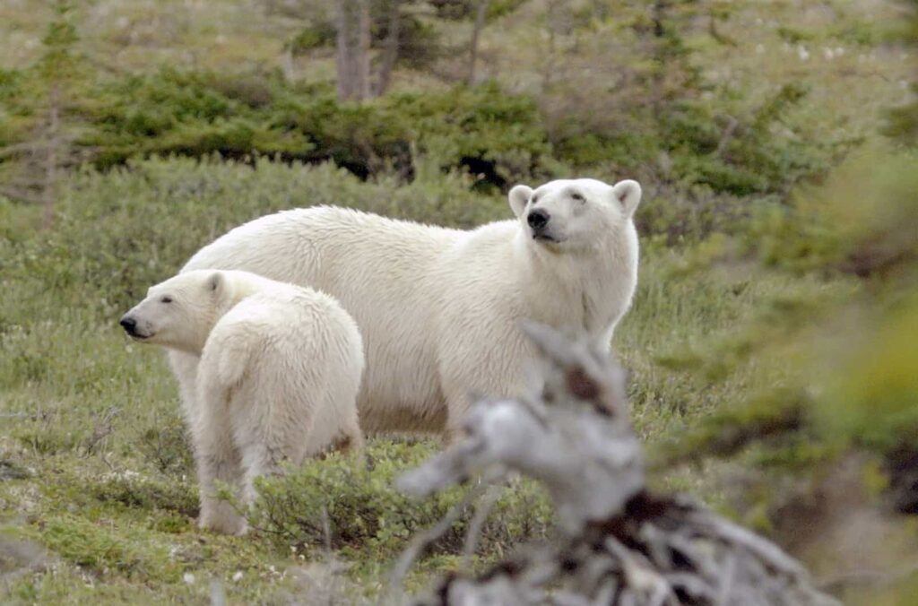 In der Sprache der Cree bedeutet Wapusk "weißer Bär". Der Wapusk National Park trägt seinen Namen, weil er eines der größten Eisbären-Geburtshöhlengebiete weltweit schützt. Foto Arte / © Florianfilm