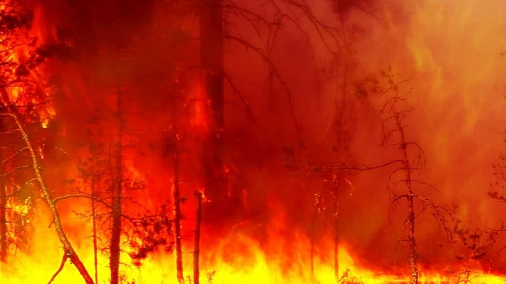 Ein Totalbrand im Wald, eine Feuersbrunst mit Temperaturen von bis zu 800° C. Foto Maestrovideo/Deposit