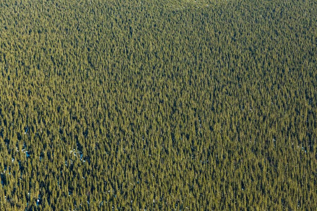undra und Taiga: Der boreale Nadelwald in Québec, ein Schatz Kanadas, den es zu bewahren gilt. Foto aetb / Deposit