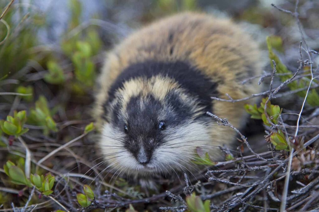 Ein kleiner, aber vielfach in Massen vorkommender kleiner Geselle der Tundra, der Lemming. Der Nager ist ein wichtiger Bestandteil der Nahrungskette. Foto Tinieder / Deposit