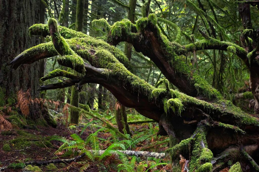 Mystische Landschaften die Verzaubern. Gemäßigter Regenwald im Pacific Rim National Park. Foto MarinaPoushkina / Deposit
