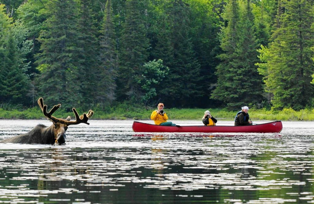 Moose meets canoe - Eine Begegnung der besonderen Art in Muskoka im Algonquin Provincial Park. Foto Voyageur Quest