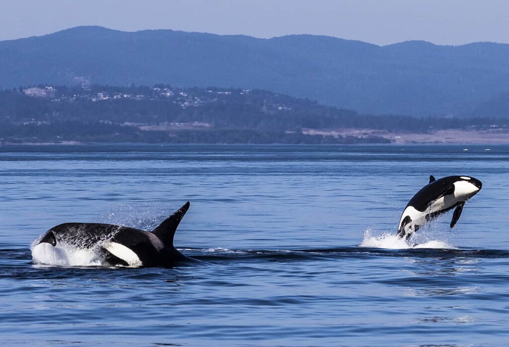 Orca-Lebensfreude pur bei Mutter und Kind. Erlebt diese tollen Tiere bei einem nachhaltigen Whale Watching. Foto Tourism Victoria/Alexia Foster
