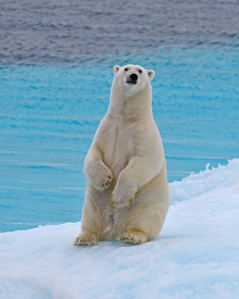 Auch er wird mehr geschützt werden. Ein Eisbär auf Baffin Island. Foto One Ocean Expeditions / Tony Beck