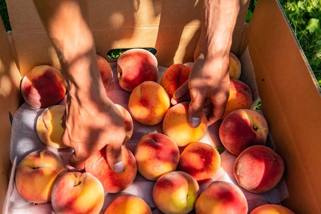Obst wird im Okanagan Valley oft direkt im Straßenverkauf angeboten, zum Beispiel köstliche Pfirsiche. Foto Valmedia / Deposit