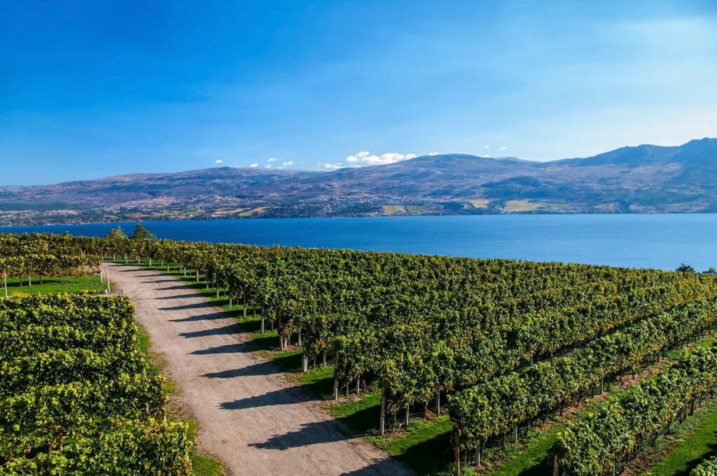 Der Weinbau löst den Obstanbau im Okanagan Valley sukzessive ab. Foto EdCorey / Deposit