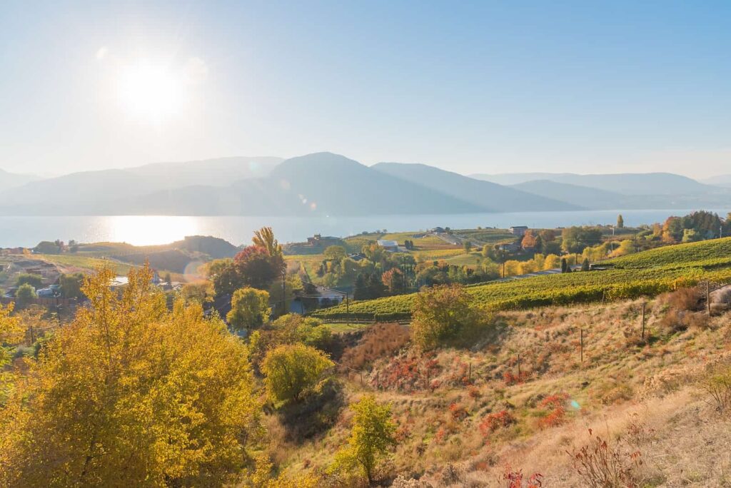 Goldener Oktober in den Weinbergen Naramatas. Wunderschönes Okanagan Valley. Foto amykmitchell / Deposit